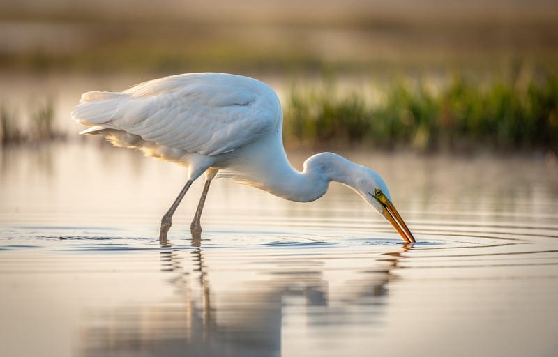 L'avifaune, 200 espèces sur un des grands axes migratoires d'Europe